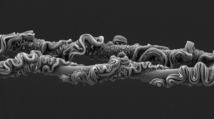 Descubren que la tela de una araña es una alternativa para desarrollar un tejido elástico